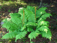 Cinnamon Hardy Fern