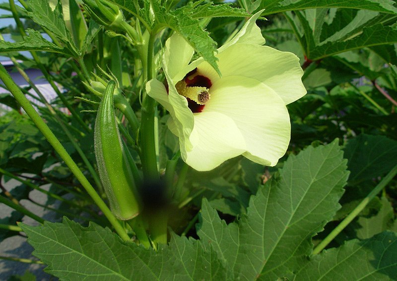 Bhindi, Okra Sujata Vegetable Seeds