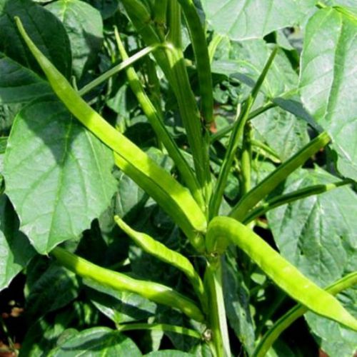 Guar Pusa Nova Vegetable Seeds