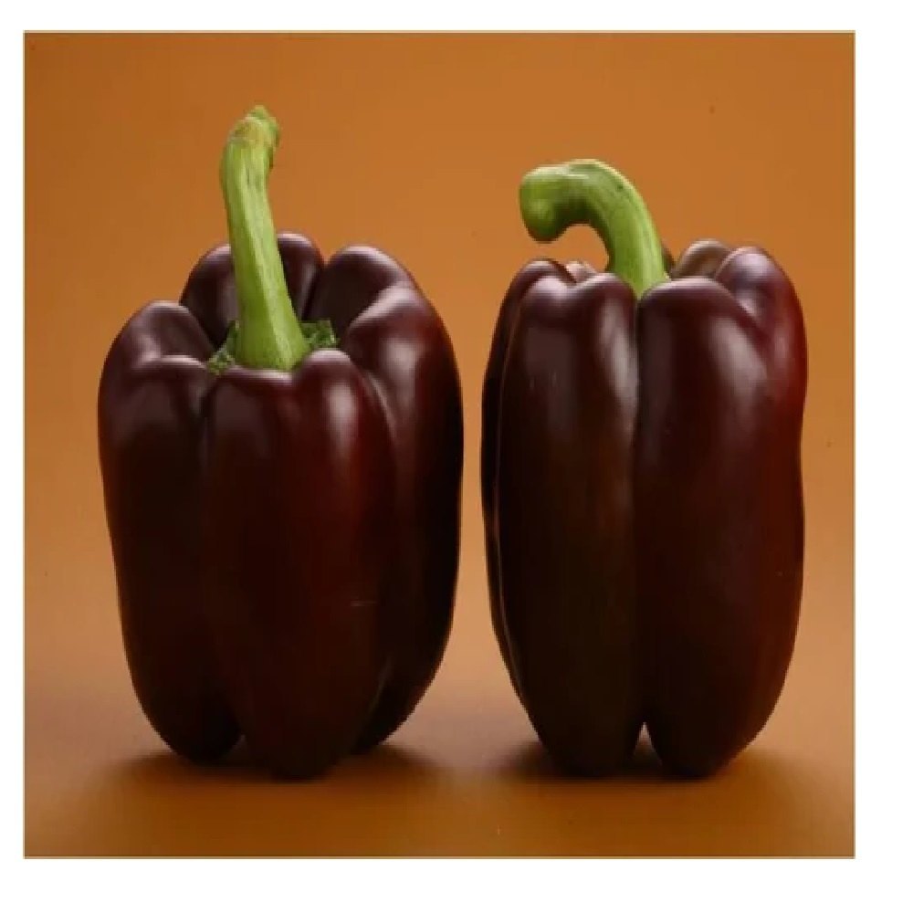 Capsicum- Chocolate Beauty