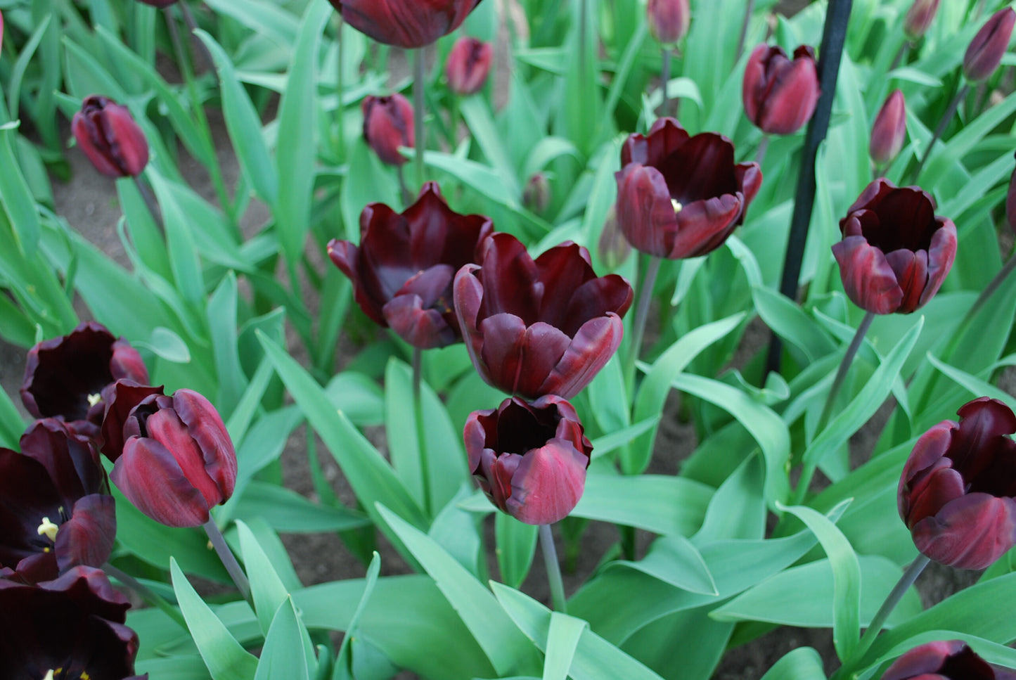 Tulip- Continental