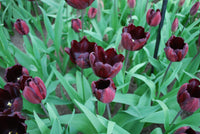 Tulip- Continental