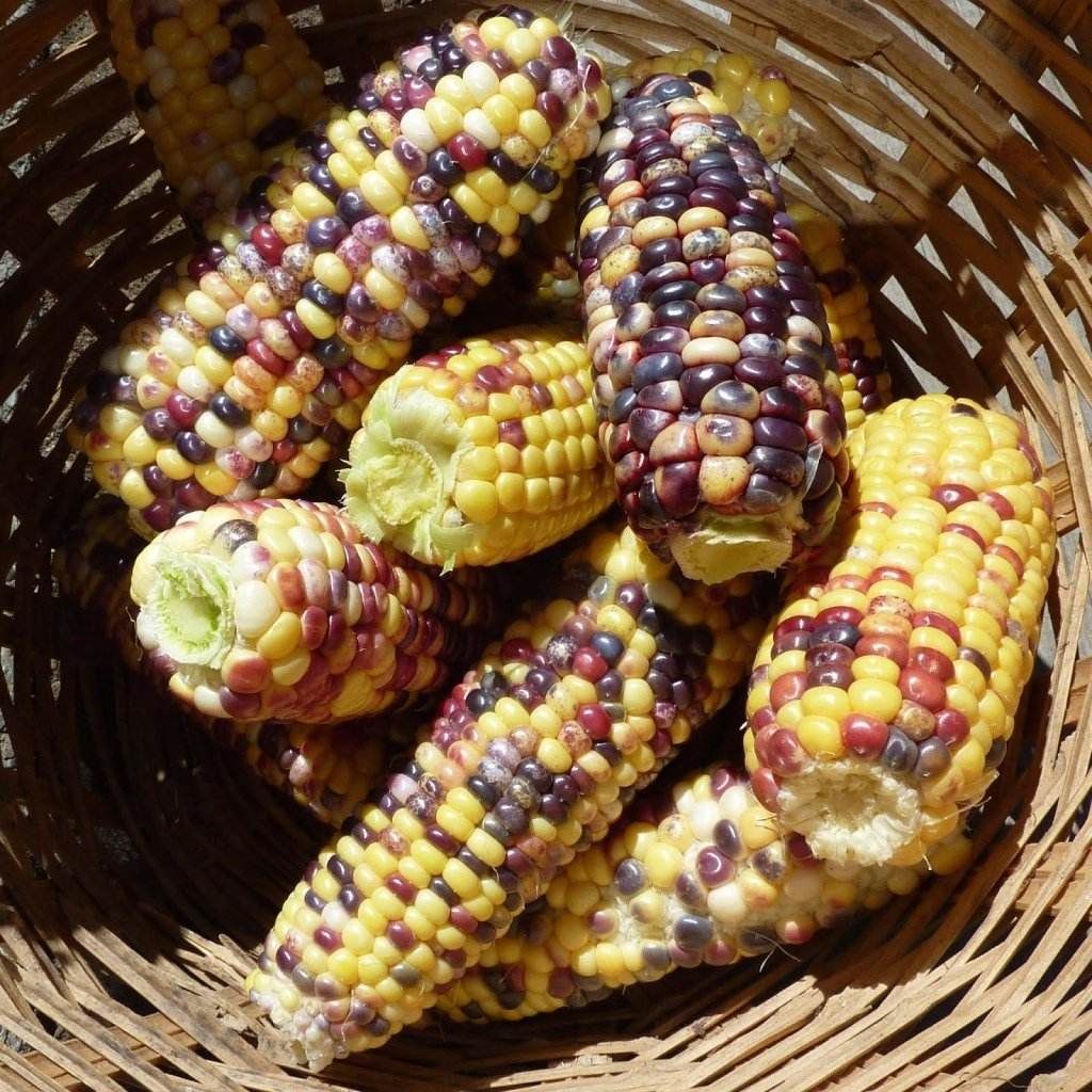 Corn, Sweet- Anasazi