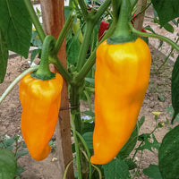 Capsicum- Corno Di Toro Giallo