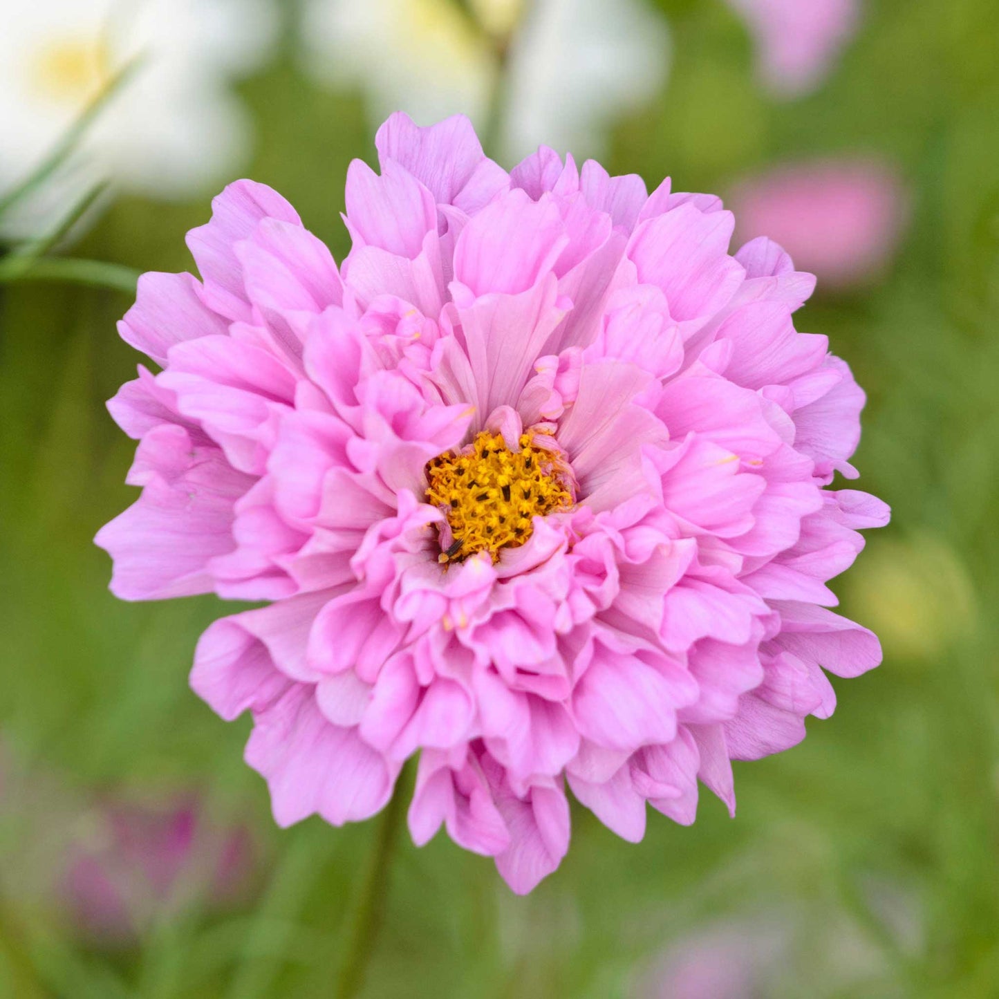 Double Click Rose Bon Bon – Cosmos Seed