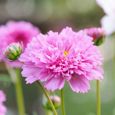 Double Click Rose Bon Bon – Cosmos Seed