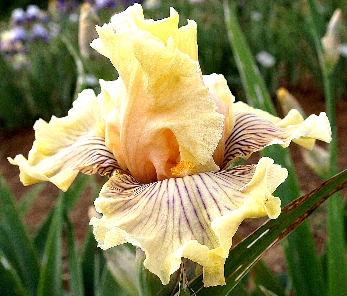 Bearded Iris- Cotillion Gown