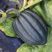 Tuffy – Organic Acorn Squash Seed