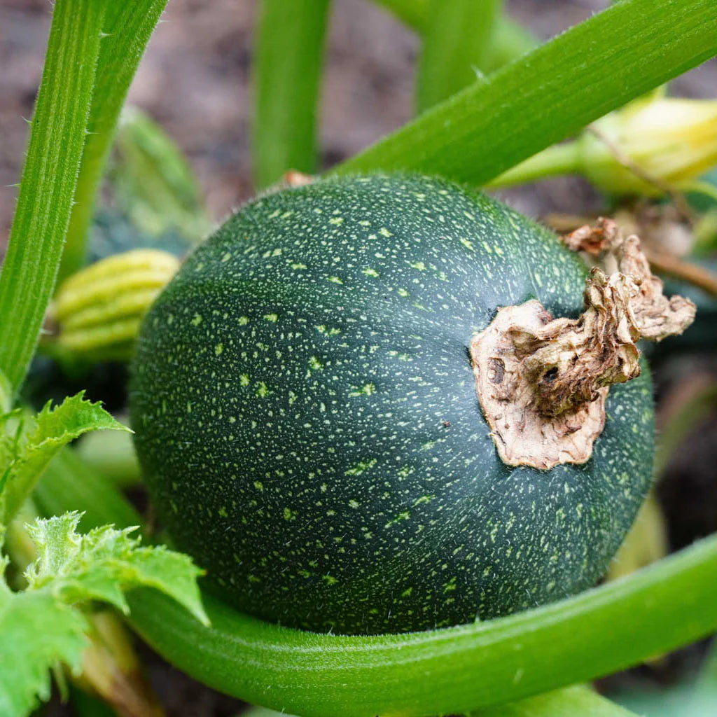 Zucchini Round Tondo Green Vegetable Seeds