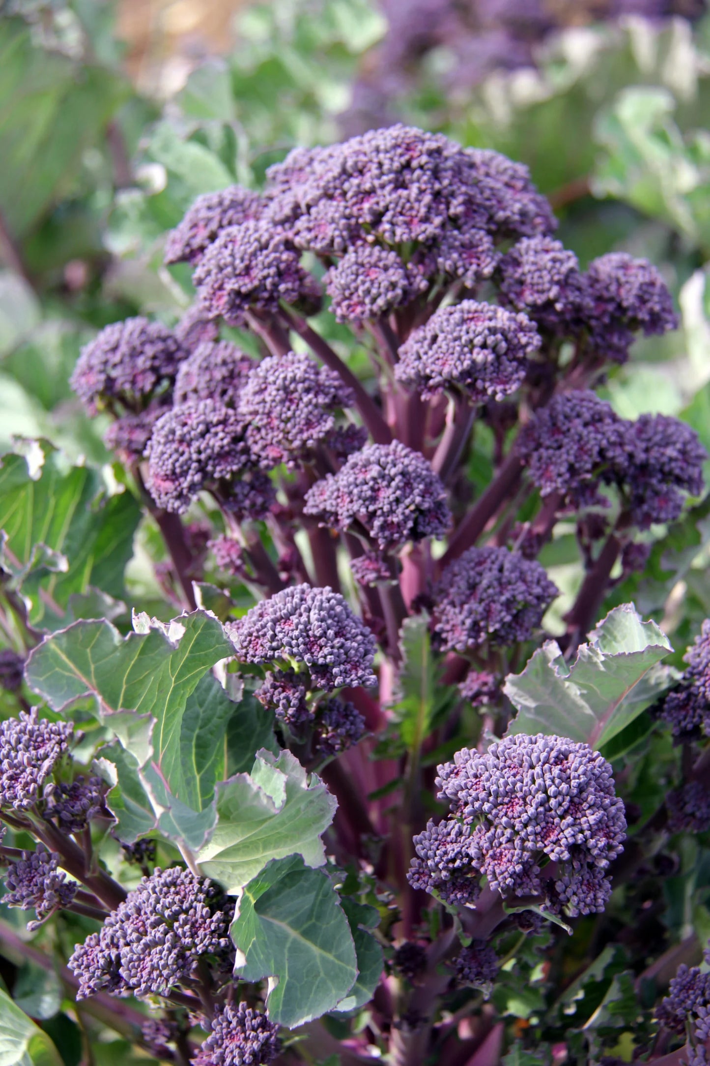 Broccoli- Purple Sprouting