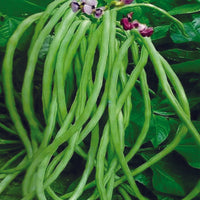 Lobia Beans Vegetable Seeds