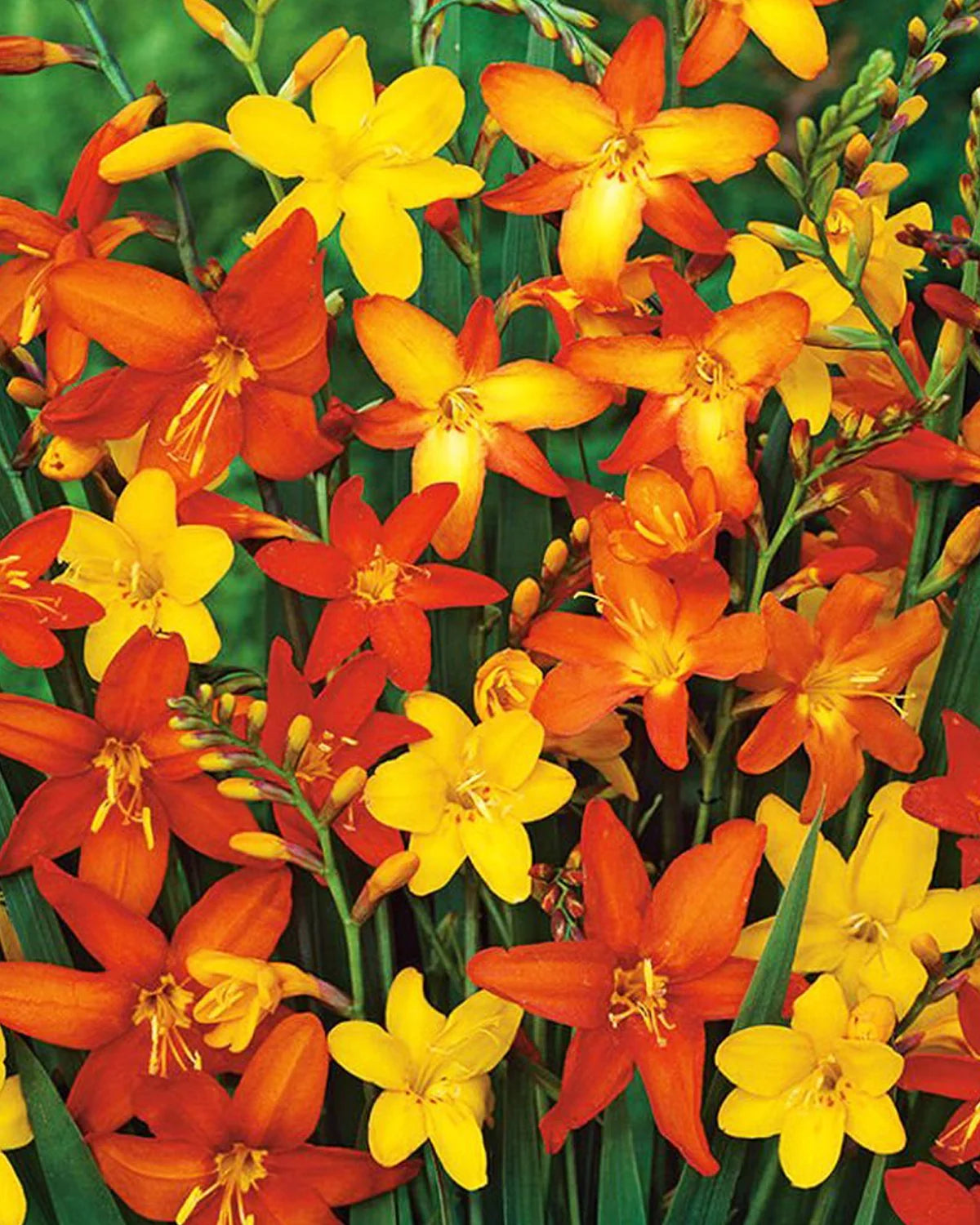 Crocosmia Montbretia Mix Color Bulb