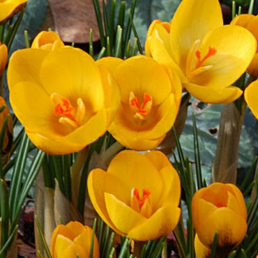 Crocus Chrysanthus Romance Yellow Bulbs