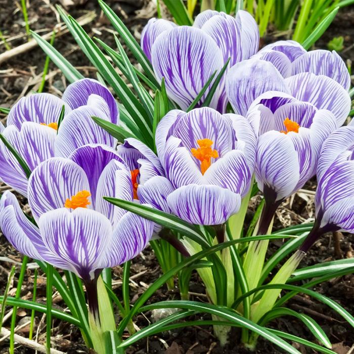 Crocus King of Strips Purple Bulbs