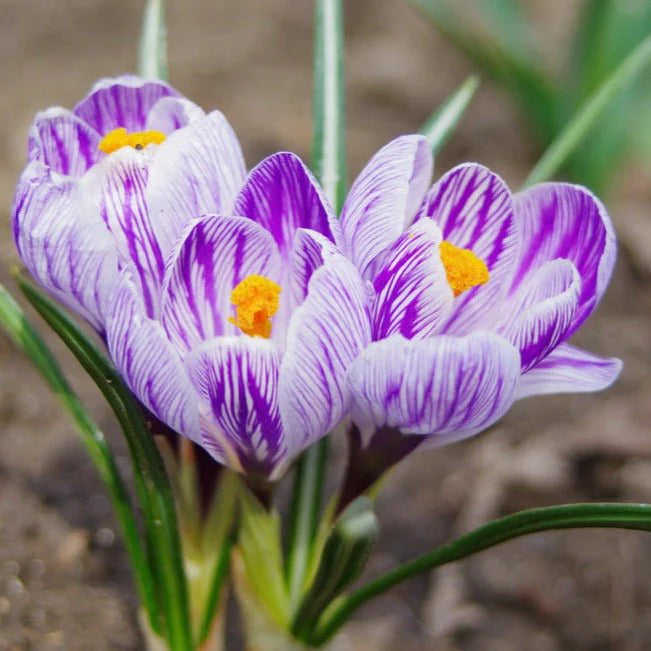 Crocus King of Strips Purple Bulbs