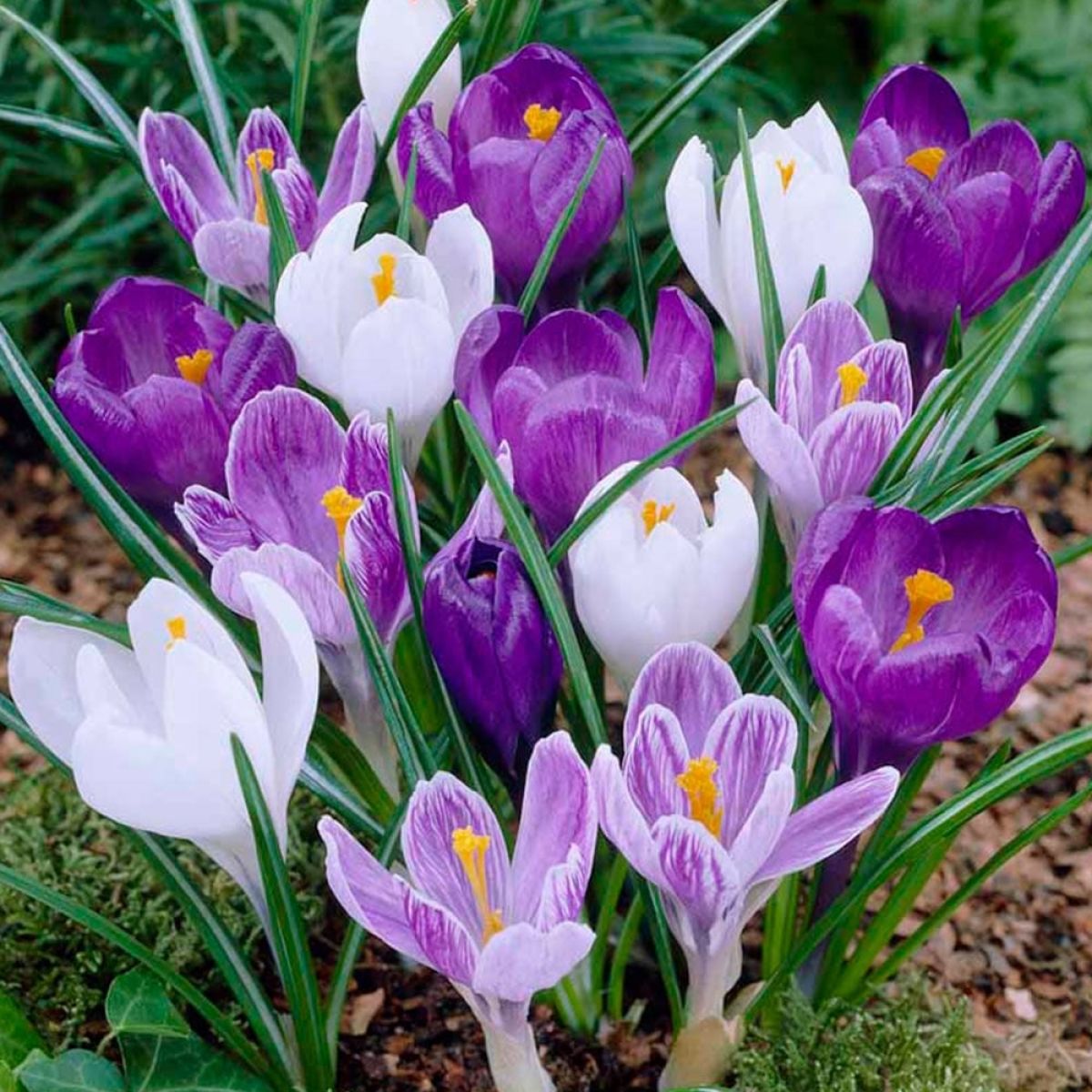 Crocus Bulbs