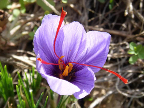 Saffron Bulbs