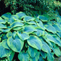 Tokudama flavocircinalis Hosta