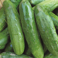 Cucumber- Green Gem