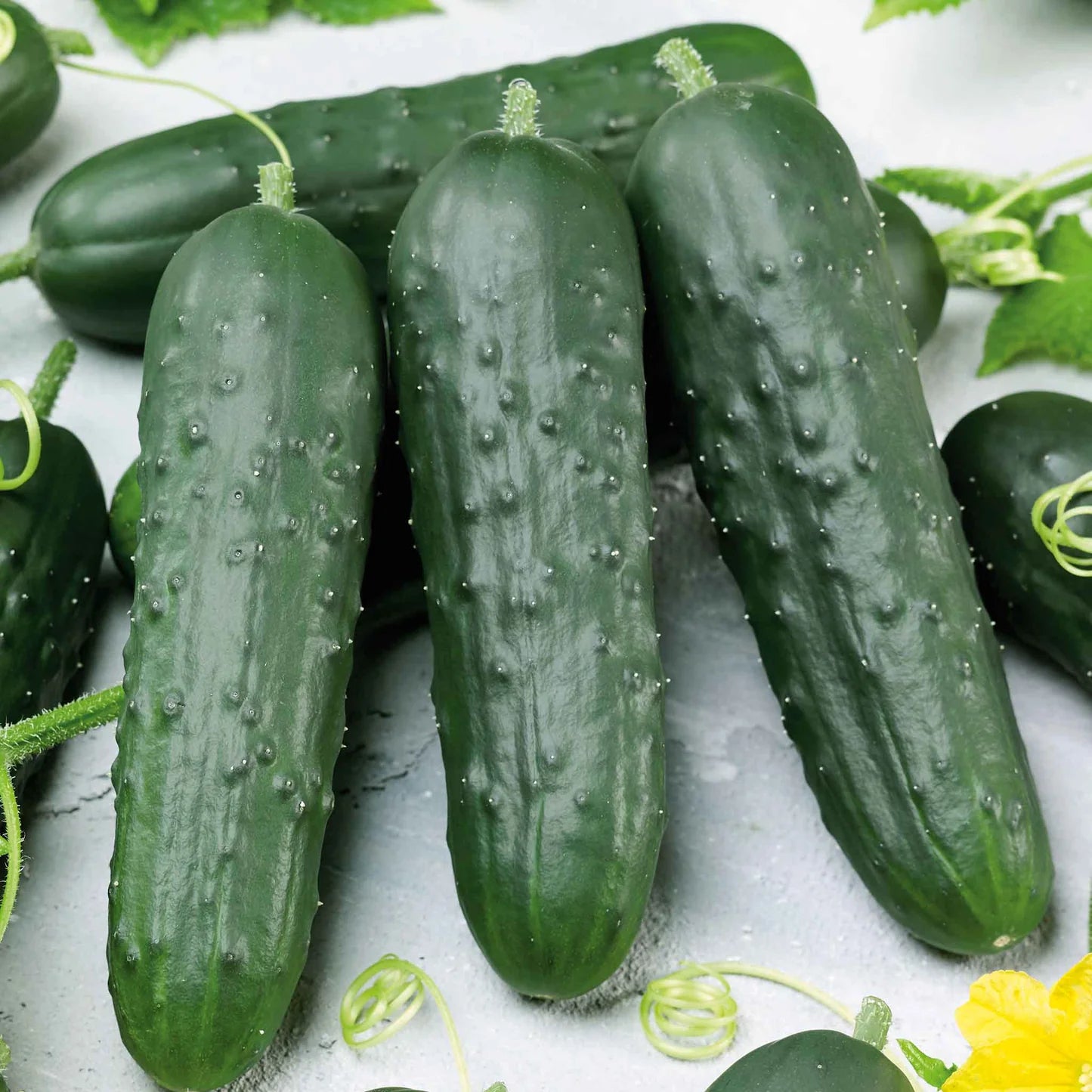 Cucumber- Poinsett