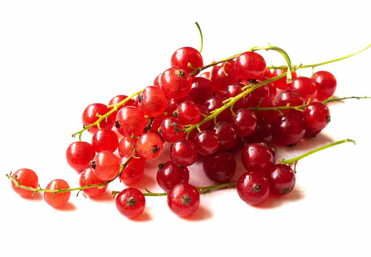 Red Currant