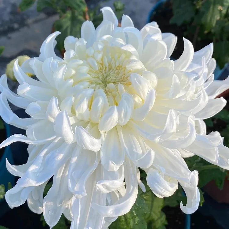 White Giant Chrysanthemum Seeds