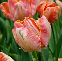 Tulip Salmon Parrot Pink Bulbs