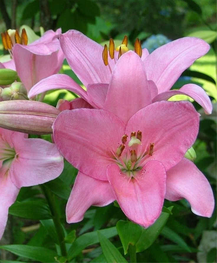 Lily Albufeira Pink White Bulb