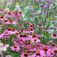 Purple Coneflower Super Sak