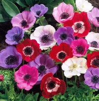 Anemone Bulbs - Mixed Colors of Pink, Purple, White, Fuchsia, and Red