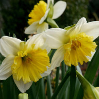 Daffodil Las Vegas White Yellow Bulb