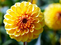 Yellow Heaven Dahlia