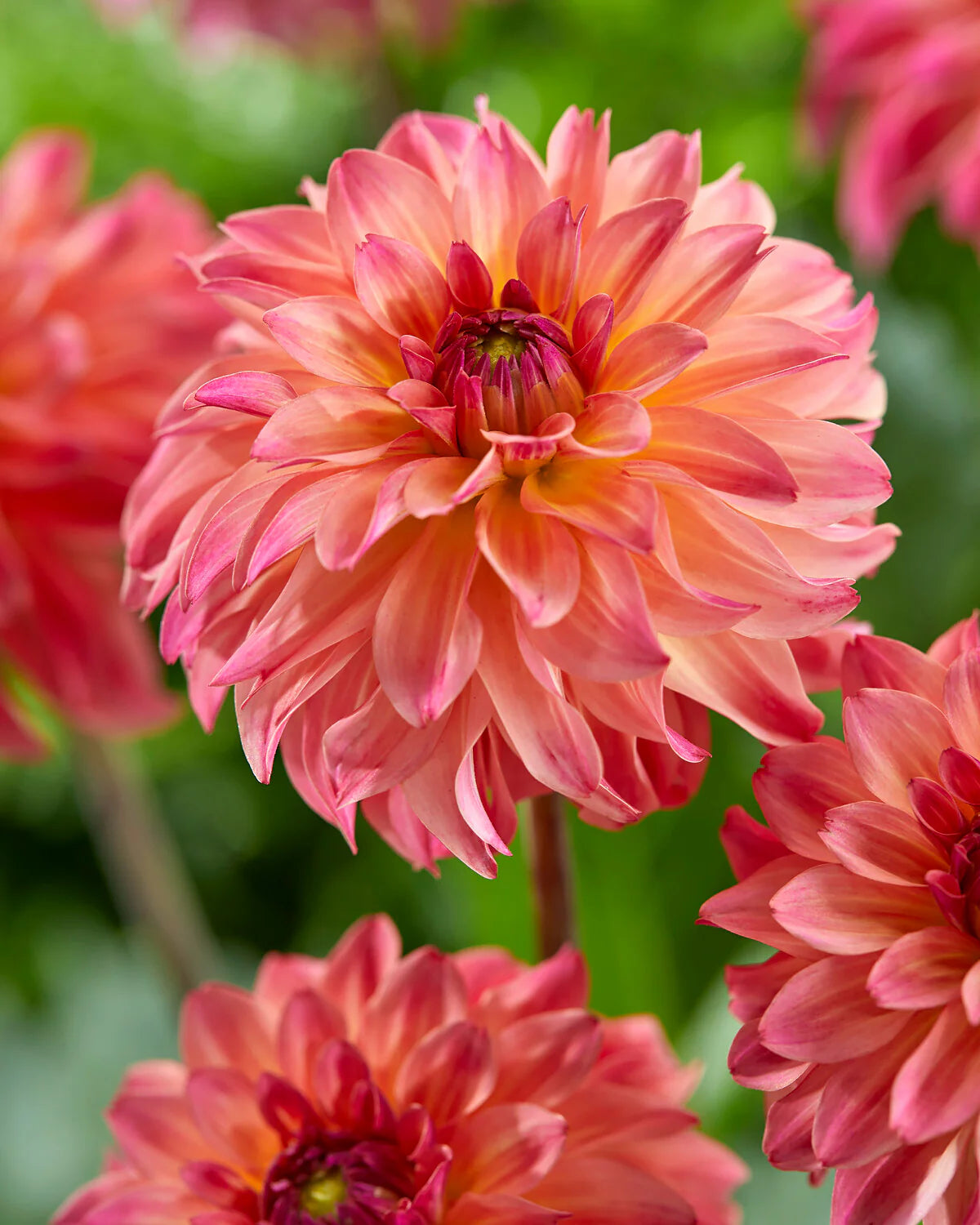 Belfloor Dahlia