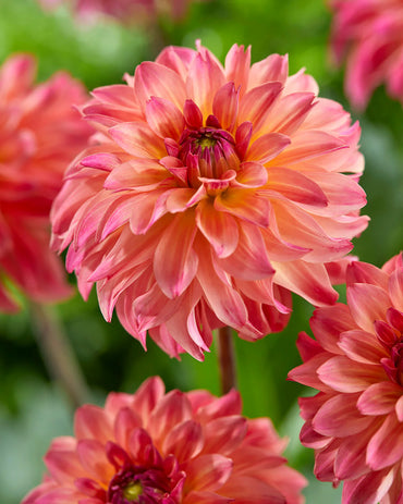 Belfloor Dahlia