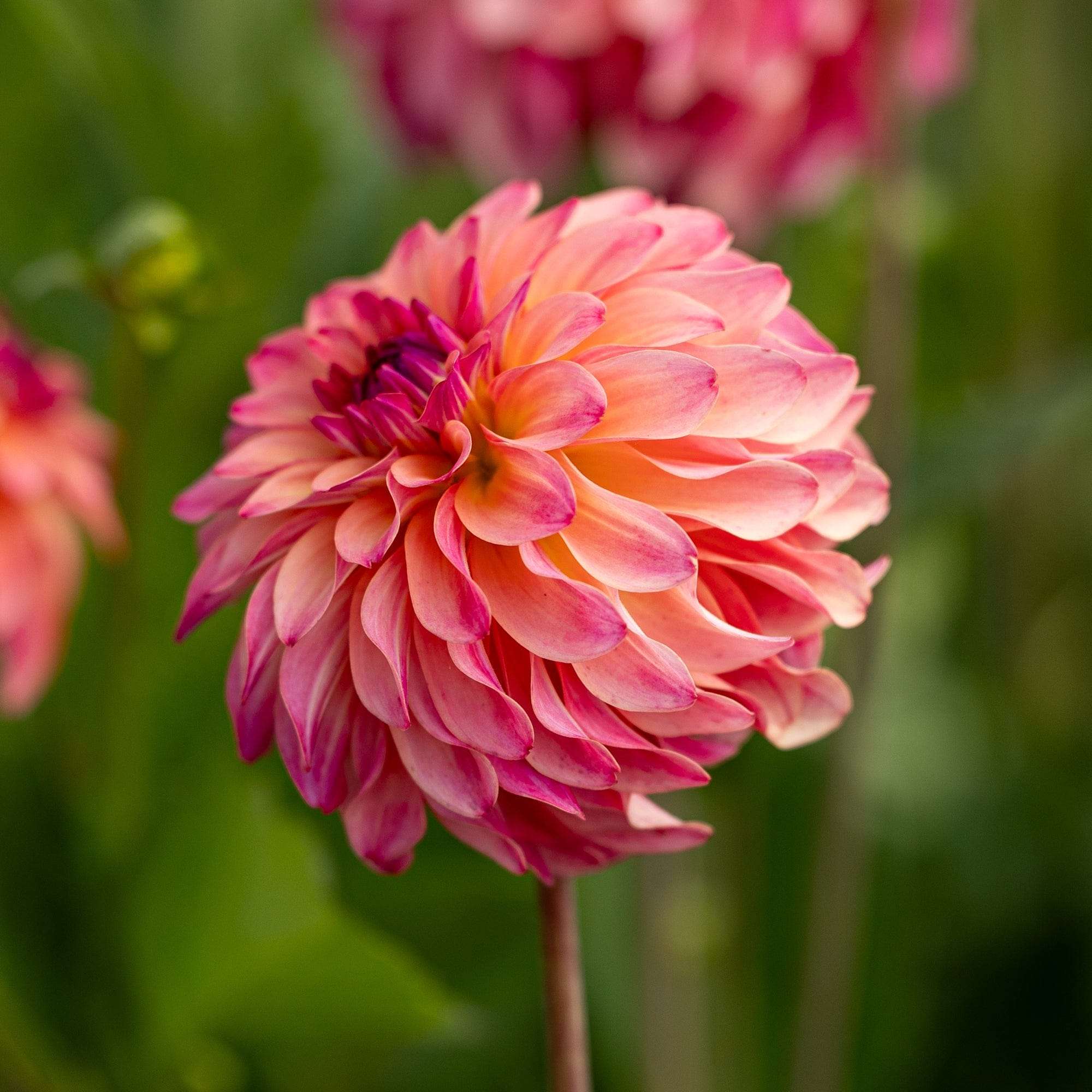 Belfloor Dahlia