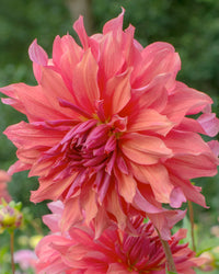 Belle of Barmera Dahlia