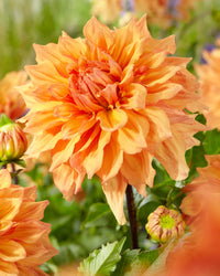 Ben Huston Dahlia