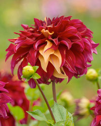 Bohemian Spartacus Dahlia