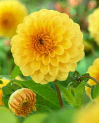 Yellow Heaven Dahlia