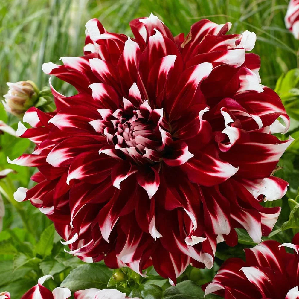 X-Factor Dahlia