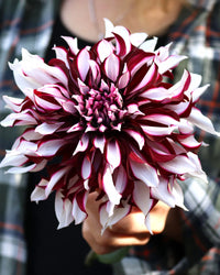 Tartan Dahlia