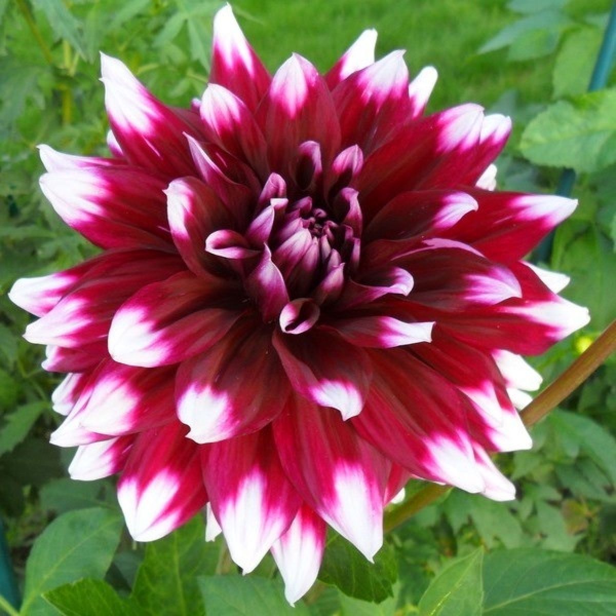 Verdi Dahlia