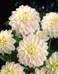 Wittem Dahlia