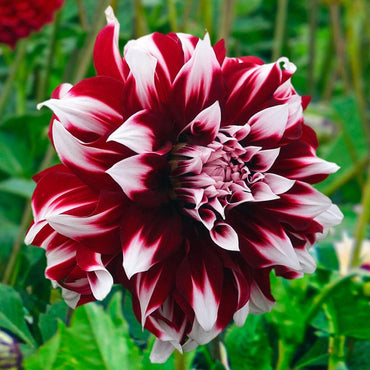 X-Factor Dahlia