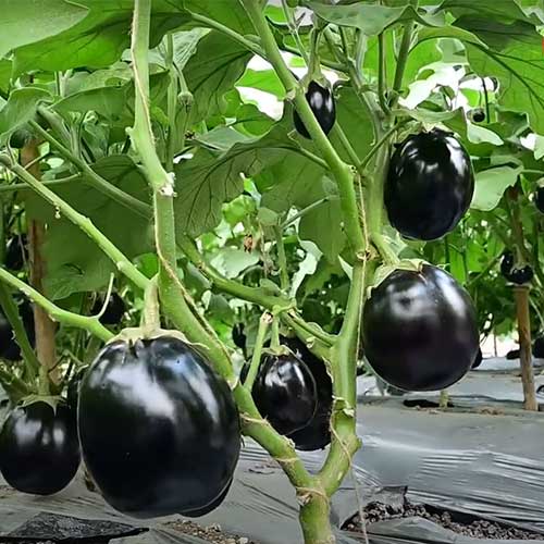 Brinjal Hybrid Round Vegetable Seeds