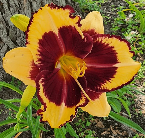 Tiger Blood Reblooming Daylily