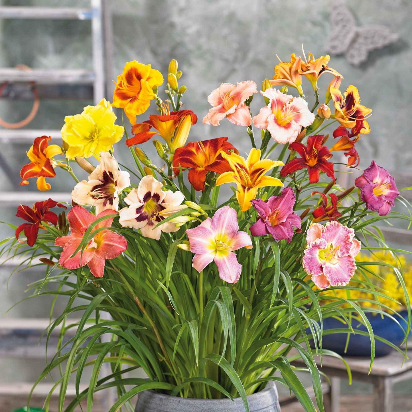 Reblooming Daylily Mixture