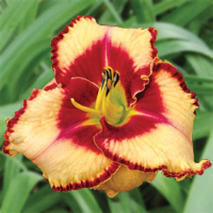 Whirling Rainbows Daylily