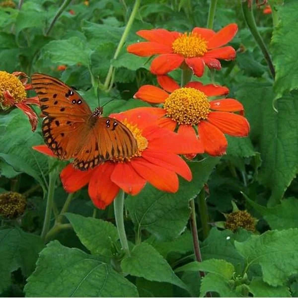 Tithonia Speciosa Goldfinger Flower Seeds