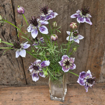 Delft Blue – Nigella Seed